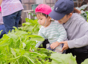 京都市保育園 右京区保育園 収穫祭 食育 活動の様子 小規模保育園