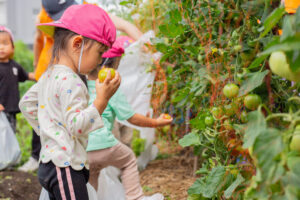 京都市保育園 右京区保育園 小規模保育園 活動の様子 食育 野菜