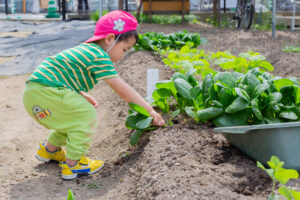 京都市　保育園 右京区　保育園 小規模保育園 畑 食育