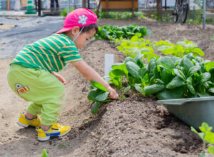 京都市　保育園 右京区　保育園 小規模保育園 畑 食育