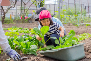 京都市　保育園 右京区　保育園 小規模保育園 畑 食育