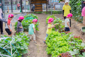 京都市保育園 右京区保育園 小規模保育園 畑 食育